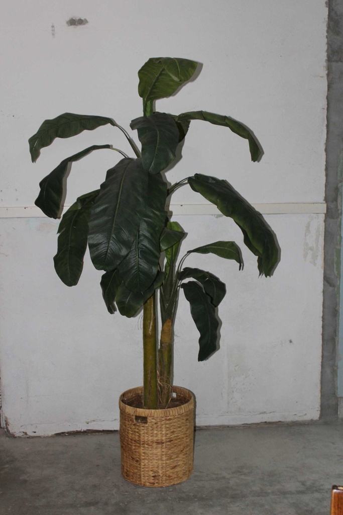 Banana Tree