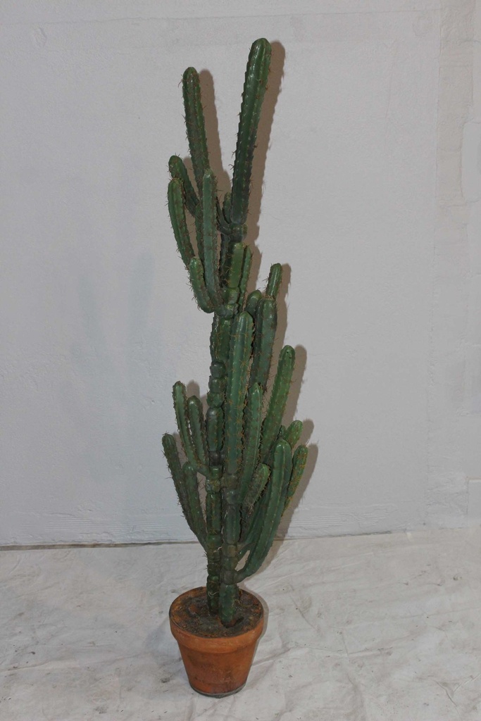 Tall Cactus