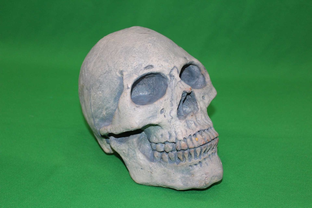 Human Skull