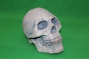 Human Skull