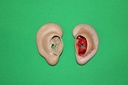 Human Ears