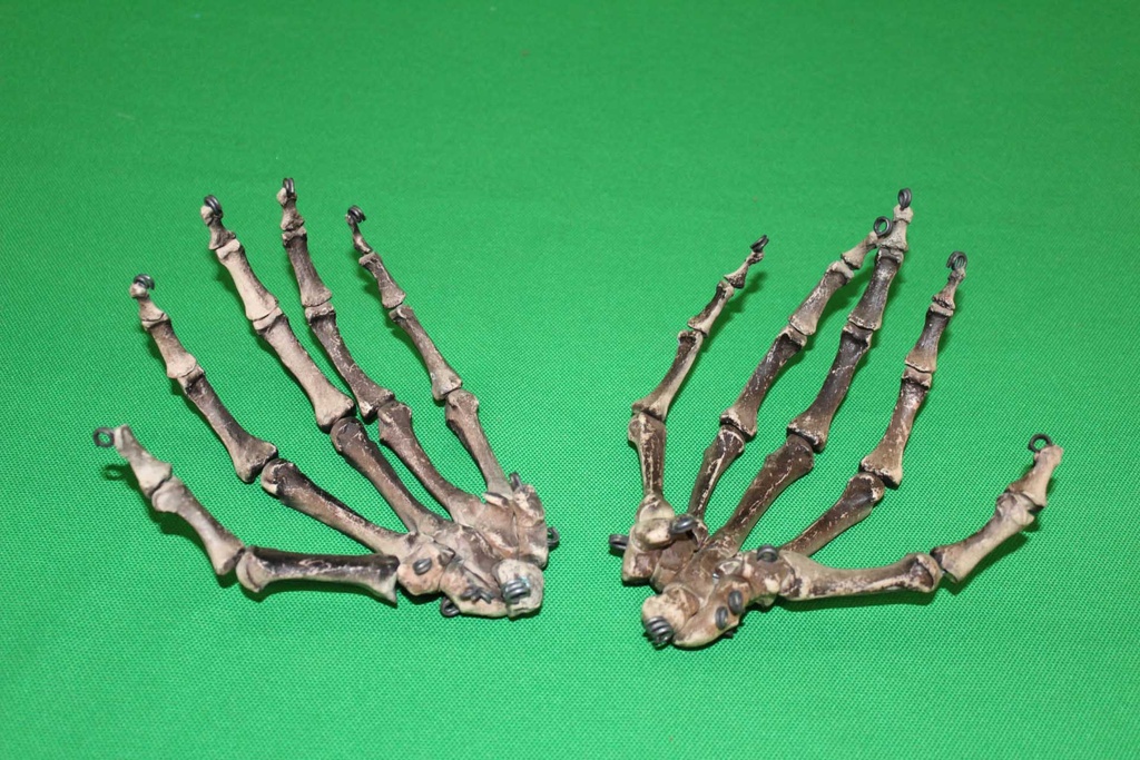 Human Skeleton Hands