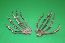 Human Skeleton Hands