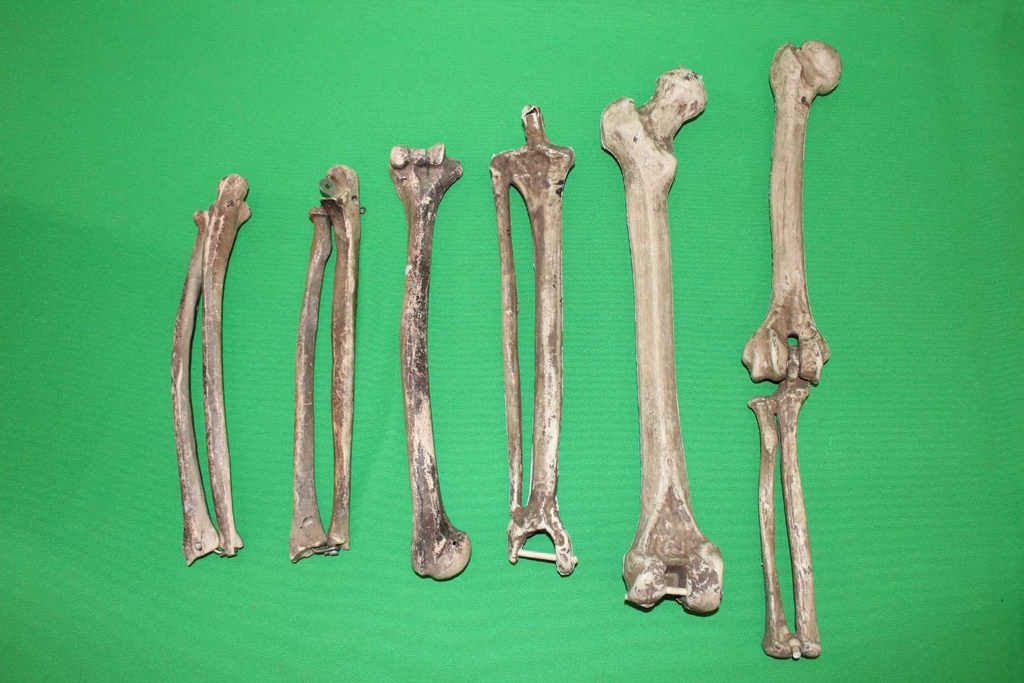 Arm/Leg Bones