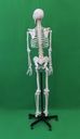 Medical Skeleton