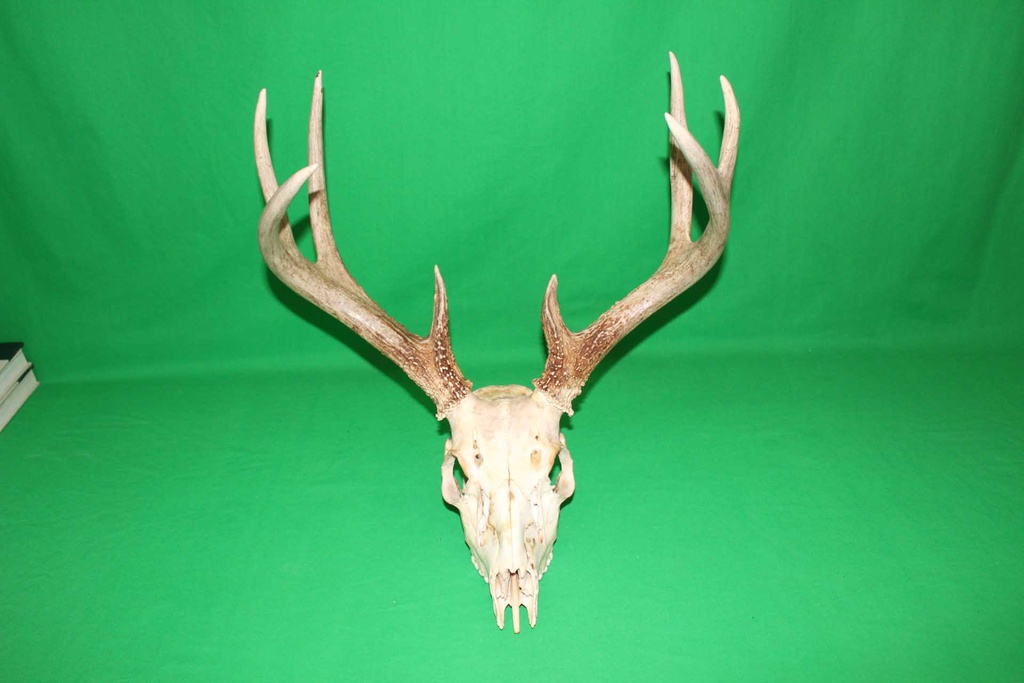 Deer Skull