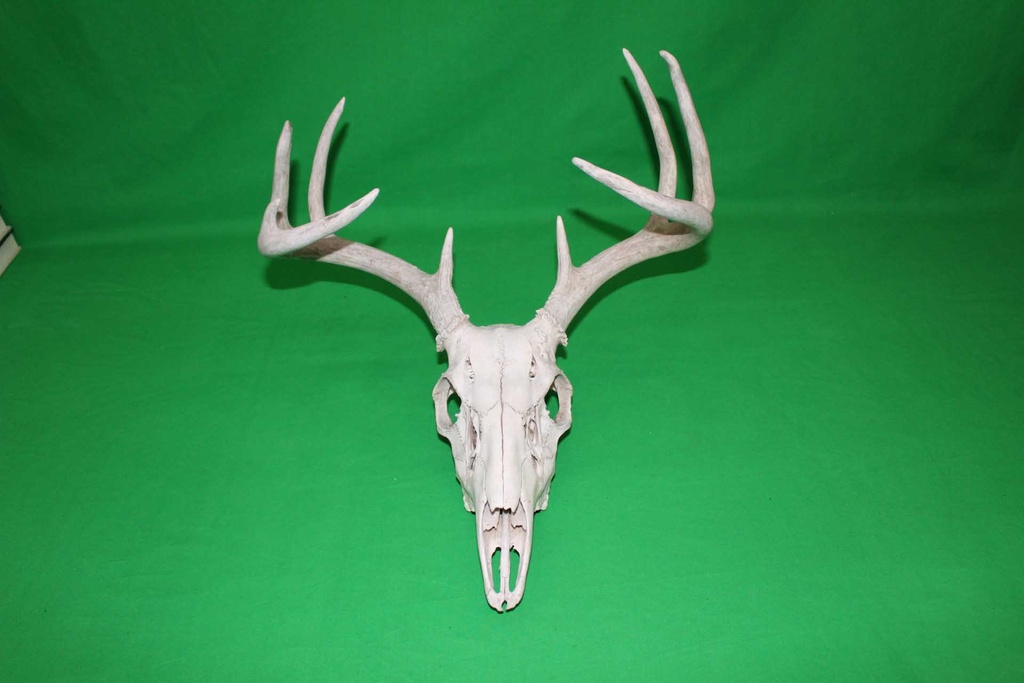 Deer Skull