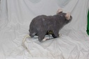 Remote Control Rat