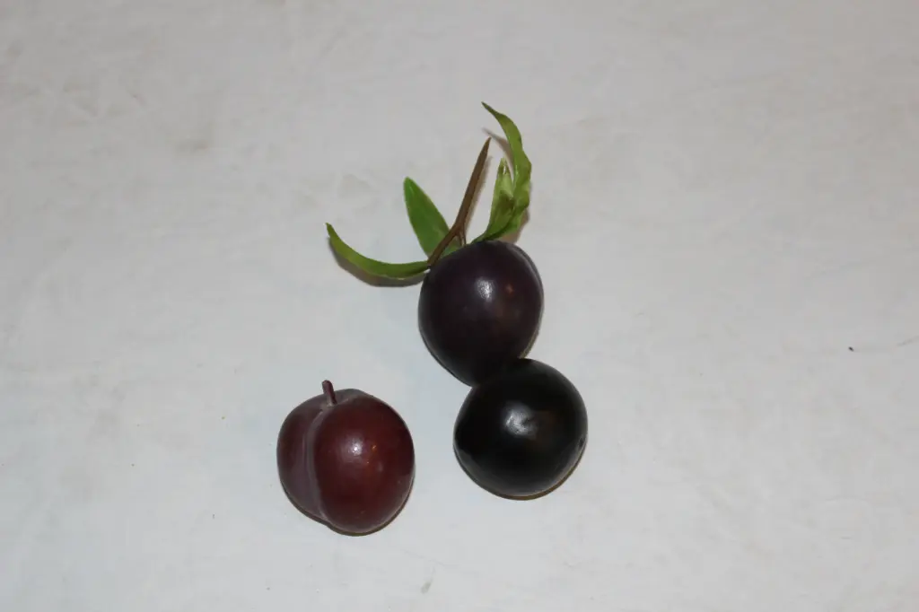 Plum
