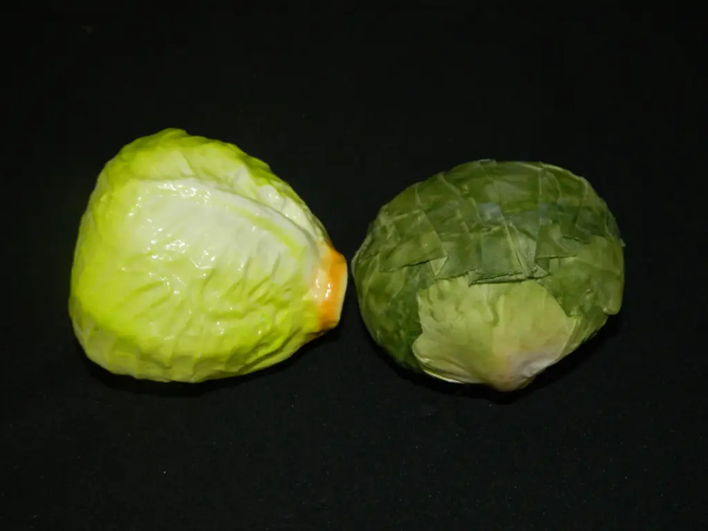 Head of Lettuce
