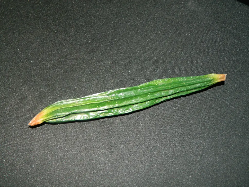 Luffa / Chinese Okra