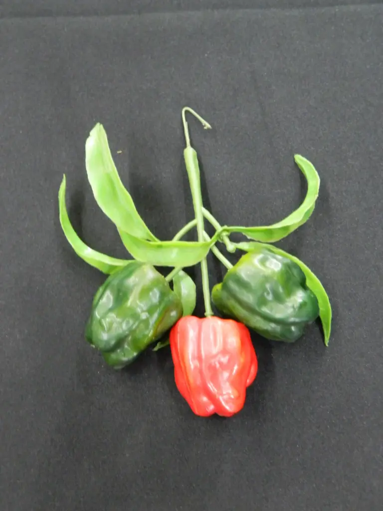 Habanero Pepper Stem