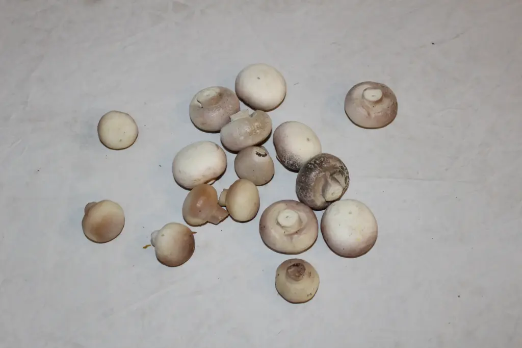 Baby Bella Mushrooms