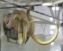 Mammoth Head