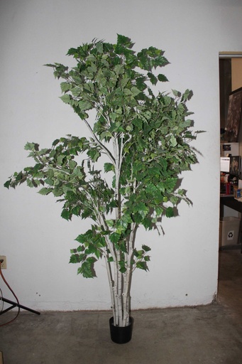 [PDF-002] Birch Tree