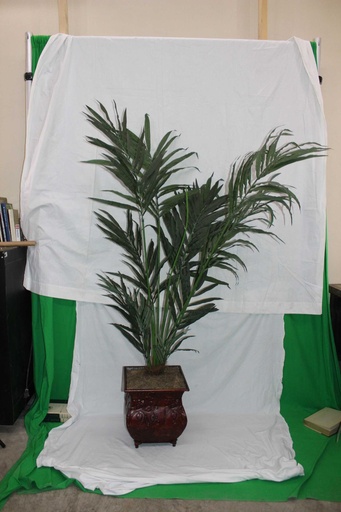 [PDF-004] Palm Tree #1