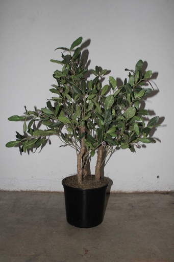 [PDF-005] Oak Sapling