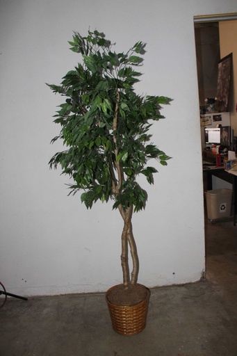 [PDF-007] Ficus Tree #2