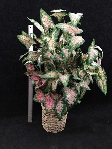 [PDF-011] Elephant Ear