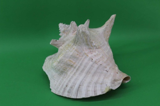 [PDK-014] Conch Shell