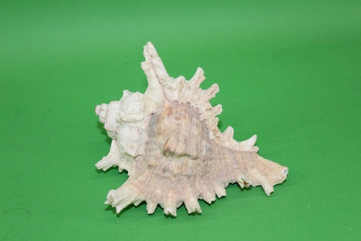 [PDK-017] Conch Shell